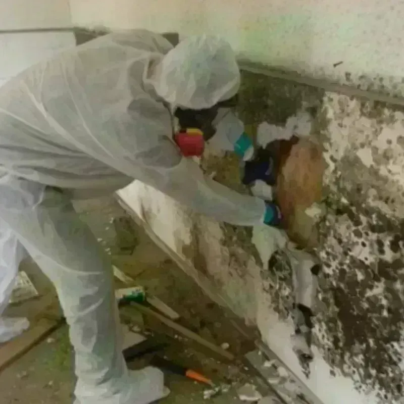 Mold Remediation and Removal in Merritt Island, FL